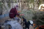 کوچ عشایر در فارس‎