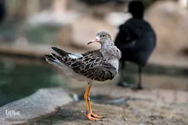 باغ پرندگان تهران
