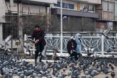 چهارراه کبوترها‎‎