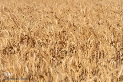 جشن شکرگزاری برداشت گندم‎