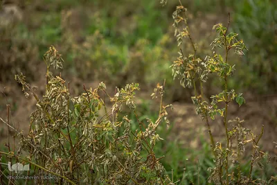 بسیاری از گل‌های محمدی به علت جابجایی در زمان نامناسب، خشک شده‌اند.