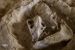 مراغه بهشت پستانداران ماقبل تاریخ‎‎