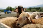 بازار گرمی گوشت قربانی در عید قربان – شهرستان اهر