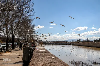 شیرازی ها میزبان مرغان دریایی‎‎