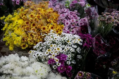 گلسرای رضوی
