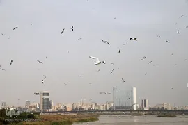 پرندگان مهاجر، مهمان اهوازی‌ها