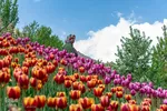جشنواره لاله‎های آسارا‎