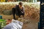 صادرات سیر؛ محصول پرخاصیت و معروف همدان