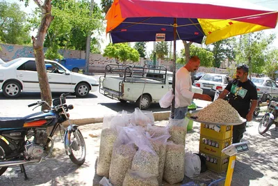 برداشت بهار نارنج در شیراز