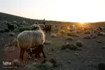 کوچ عشایر در فارس‎