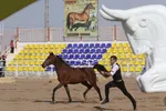 جشنواره زیبایی اسب اصیل ایرانی در استان فارس