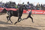 جشنواره زیبایی اسب اصیل ایرانی در استان فارس