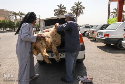 خرید و  فروش دام در روز عید قربان