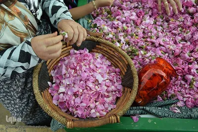 جشنواره گل محمدی در خانه تاریخی پورحسینی‌های شهر سمنان