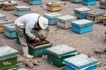 تولید زنبور عسل در منطقه ارسباران