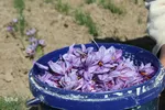 دسترنج طلایی کشاورزان - بیرجند