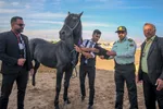 جشنواره زیبایی اسب اصیل ایرانی در استان فارس