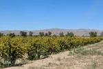 در انتظار دانه‌های طلایی زرشک