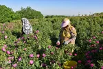 برداشت گل‌محمدی در آذربایجان شرقی