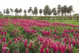برداشت گل شب‌بو در حمیدیه