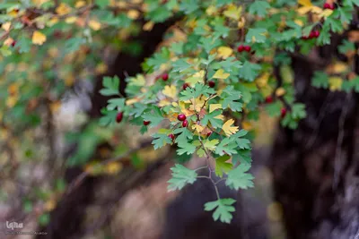 پاییز زیبای طالقان