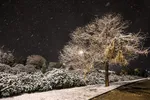 رخت سفیدبرتن ملایر‎