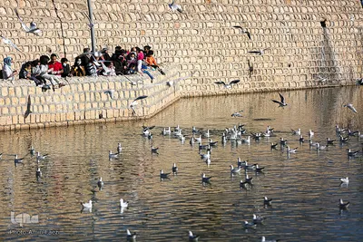 پرندگان مهاجر میزبان رودخانه خشک - شیراز