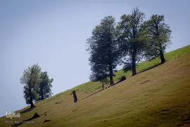 جنگل ، هدیه خدا (به بهانه ۸ مردادماه روز ملی جنگل)