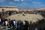 آیین سنتی بیل گردانی نیم ور