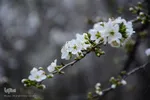 طبیعت بهاری شهرستان محلات