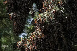 پروانه مونارک (شاه‌پروانه)