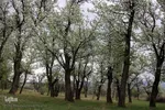 شکوفه های پیرترین درختان اهر