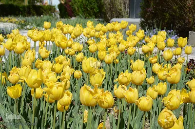 لاله های پارک ائل گلی تبریز