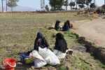 دسترنج طلایی کشاورزان - بیرجند