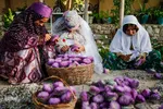 برداشت گیاه دارویی خارپنیری در استهبان فارس