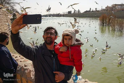 کاکایی های دریای سیبری در شیراز‎‎