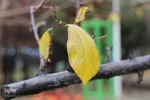 باران در پاییزی در بیرجند