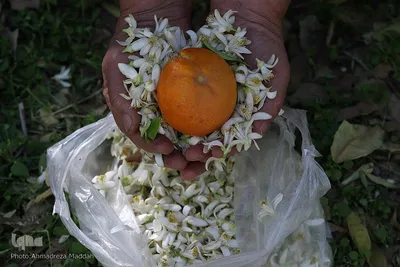 بهار نارنج شیراز