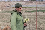 برداشت گل نرگس - خوسف