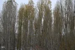 ریشه در خاک، سمبل مقاومت و ایستادگی