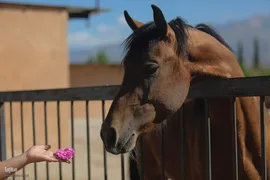 جشنواره گل محمدی در میمند فارس