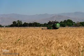 جشن شکرگزاری برداشت گندم‎