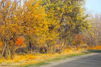 پاییز هزار رنگ ملایر