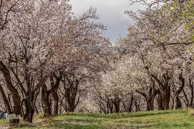 سامان شهر شکوفه‎های بهاری