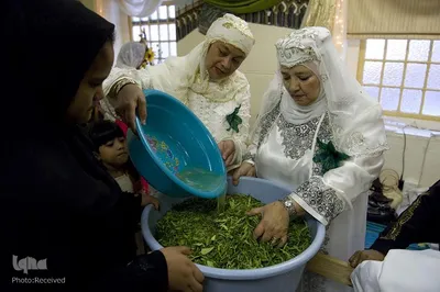 زنان و کودکان مسلمان در کیپ‌تاون با پوشیدن بهترین لباس‌های خود، بر اساس یک سنت، در حالی که صلوات می‌فرستند، برگ‌های درخت لیمو و پرتغال را خرد می‌کنند.