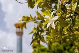 بهار در بهشت