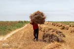برداشت گندم از مزارع زیر آب شادگان 