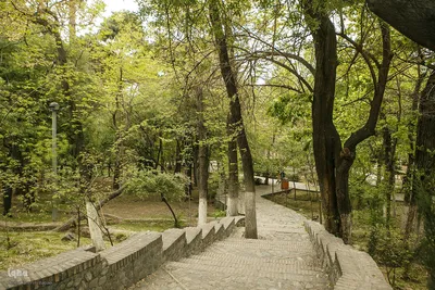 طبیعت بهاری تهران