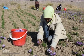 برداشت زعفران در خراسان جنوبی
