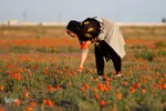دشت شقایق‌های وحشی قم